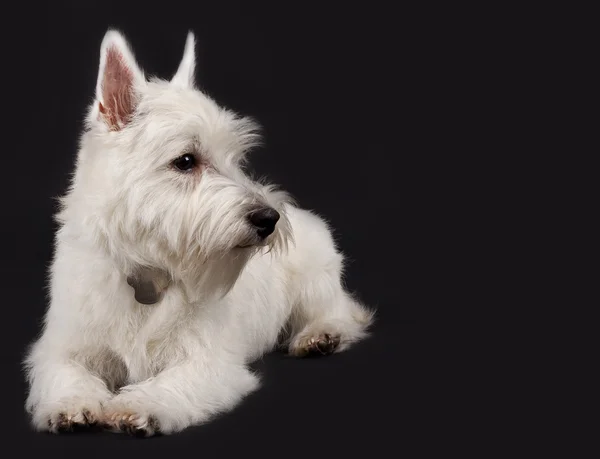 Westie looking to a side — Stock Photo, Image