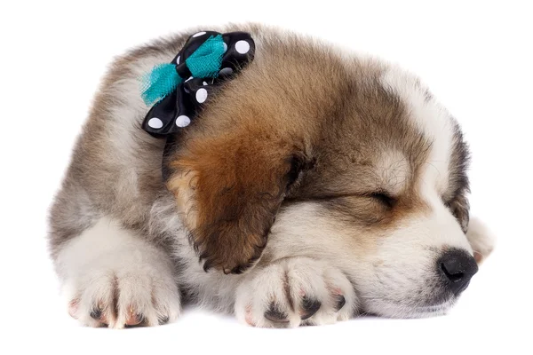 Spící štěně — Stock fotografie