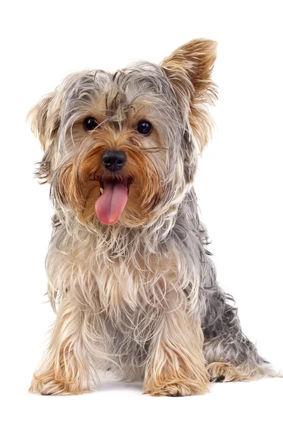 Małe yorkshire terrier — Zdjęcie stockowe