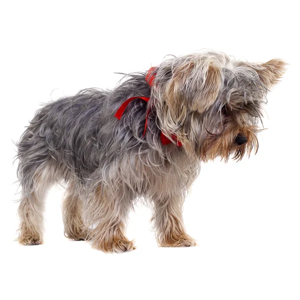 Ciekawy yorkshire terrier — Zdjęcie stockowe