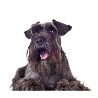 küçük schnauzer