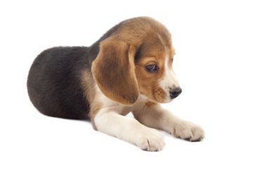 Sad beagle puppy clipart