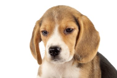 küçük beagle köpek yavrusu