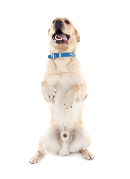 Labrador fazendo um truque — Fotografia de Stock