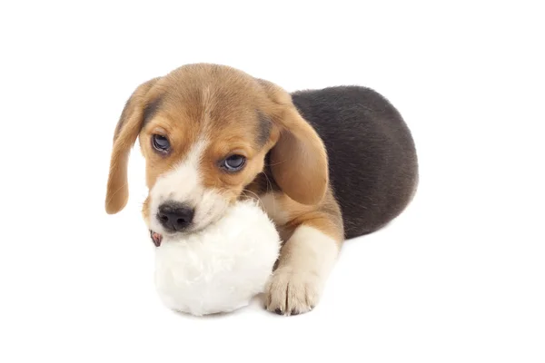 Stock image Puppy chewing on a fur ball