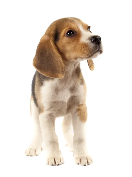 Triest weinig beagle — Stockfoto