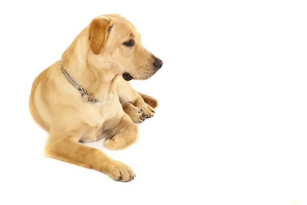 Cachorro Labrador retriever crema — Foto de Stock