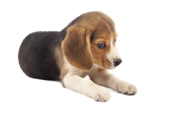 Triste beagle hvalp - Stock-foto
