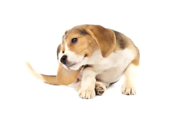Beagle filhote de cachorro coçar — Fotografia de Stock