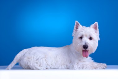 West highland terrier clipart