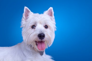 Face of a westie clipart