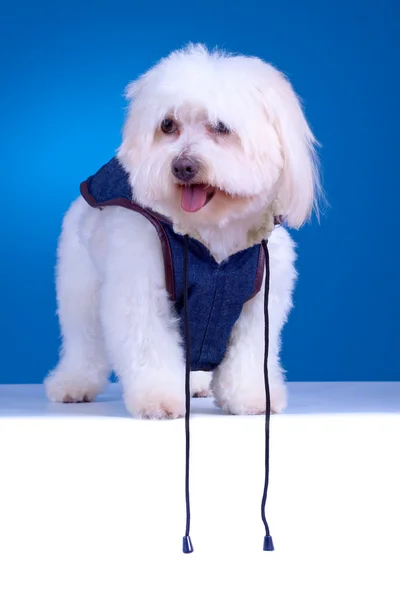 Bichon cachorro con ropa —  Fotos de Stock