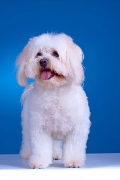 Maltese hond permanent — Stockfoto