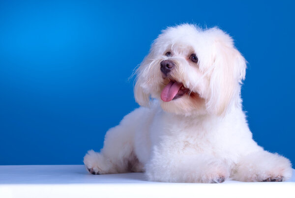 Maltese dog