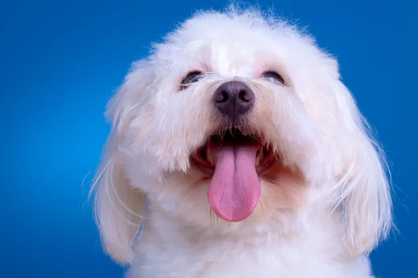 Witte bichon — Stockfoto