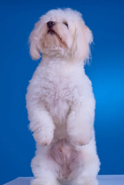 Pies stoi na jego tylne nogi — Zdjęcie stockowe
