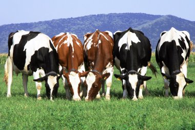 Картина, постер, плакат, фотообои "стадо коров, пасущихся на поле
", артикул 3560212