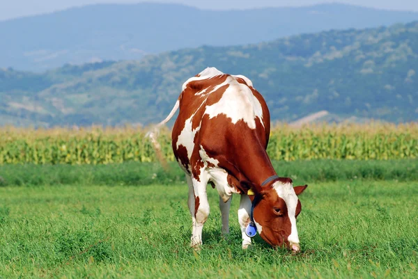 Braune Kuh auf der Weide — Stockfoto