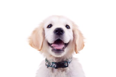 Golden retriever puppy clipart