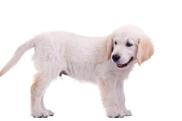 Filhote de cachorro Golden Labrador — Fotografia de Stock