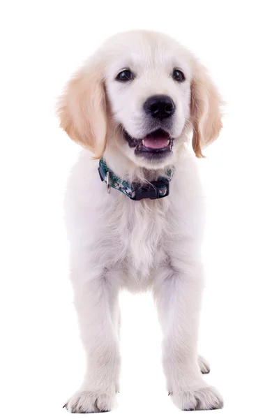 Golden labrador retriever puppy — Stock Photo, Image