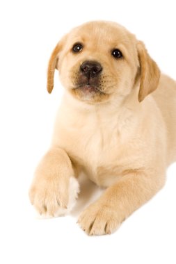 Labrador köpek kürk topu ile
