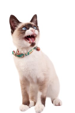 Siamese cat clipart