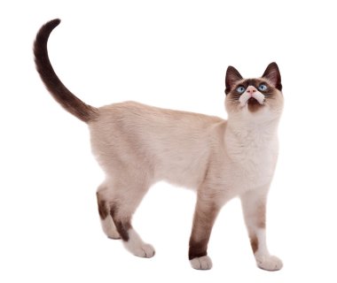 Cute siamese cat standing clipart