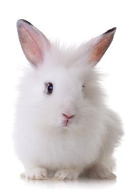 küçük bir tavşan portresi