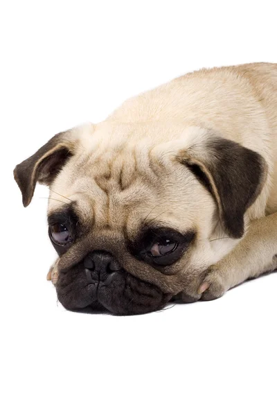 Carlino triste cucciolo — Foto Stock