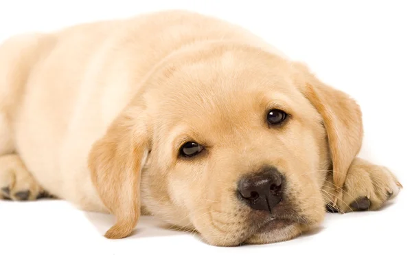 Filhote de cachorro sonolento Labrador — Fotografia de Stock