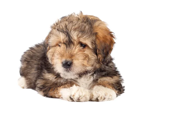 Sakallı kömür ocağı köpek yavrusu — Stok fotoğraf
