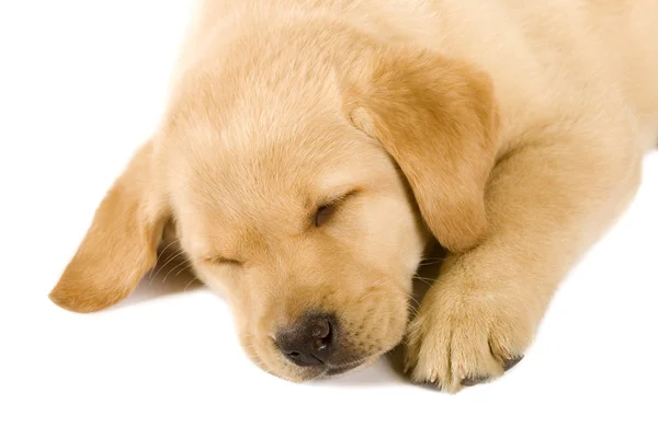 睡着的拉布拉多犬 — 图库照片