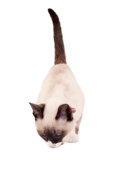 Сиамский котёнок ест — стоковое фото