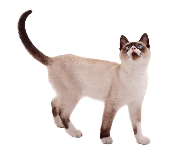 Ładny kot Syjamski stojący — Zdjęcie stockowe