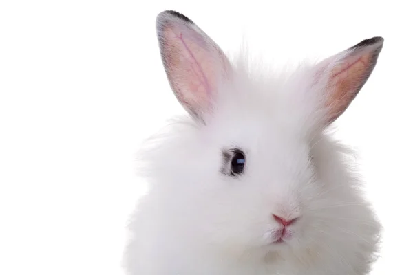 Caras de conejo —  Fotos de Stock