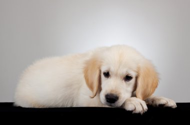 Golden Retriever Yavrusu