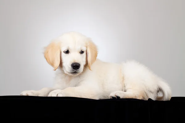 Labrador Retriever puppy — Stock Photo, Image