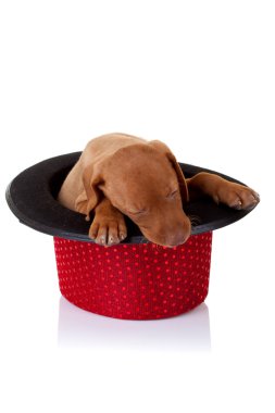 bir şapka uyku vizsla köpek yavrusu