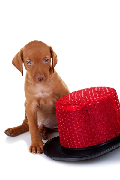 Seated vizsla puppy — Stock Photo, Image