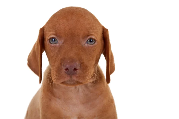 Baby vizsla dog — Stock Photo, Image