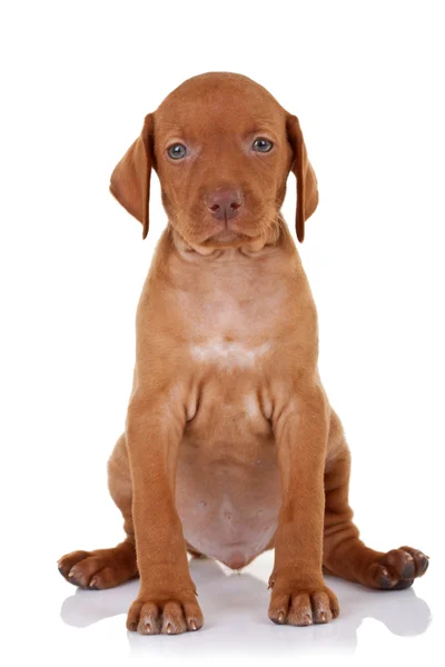 Söt baby hundvalp (sittande) hund — Stockfoto