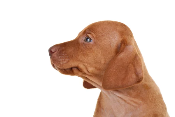 Baby vizsla dog — Stock Photo, Image