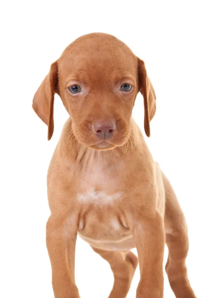 Adorable vizsla puppy — Stock Photo, Image