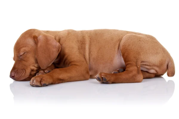 眠っているかわいいビズラ子犬 — ストック写真