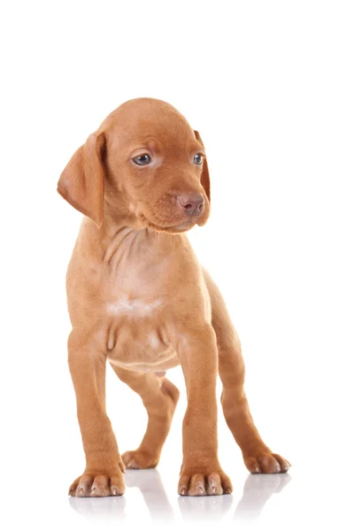 Curious vizsla puppy — Stock Photo, Image