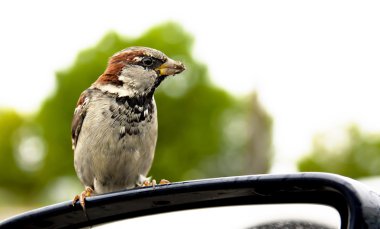 Small sparrow is cadging clipart