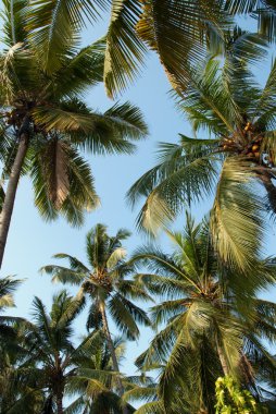coconut grove