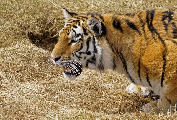 Tigre siberiana — Foto Stock