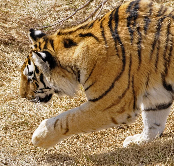 Tigre de Sibérie — Photo